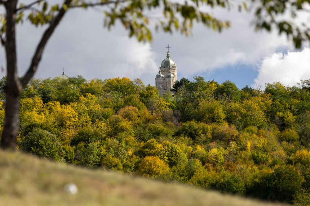 Between Forest and Stone - Iasmin Bouri
